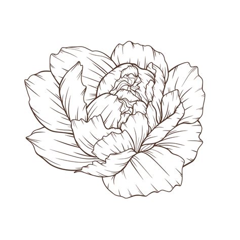 Peony Outline Isolated, Line Art Peonies, Floral Line art, Botanical ...