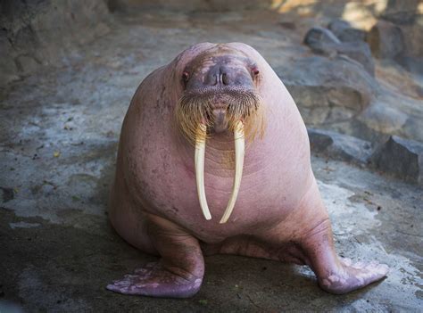 Dozer is back to charm the walrus ladies at Point Defiance Zoo & Aquarium