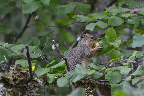 Harvesting Hazelnuts — Bryan Ribelin