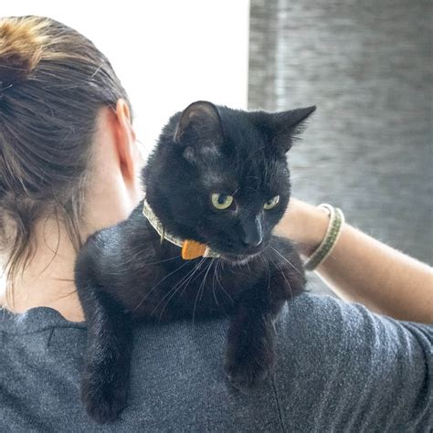 Pettsie black cat collar with wood bow tie and friendship bracelet