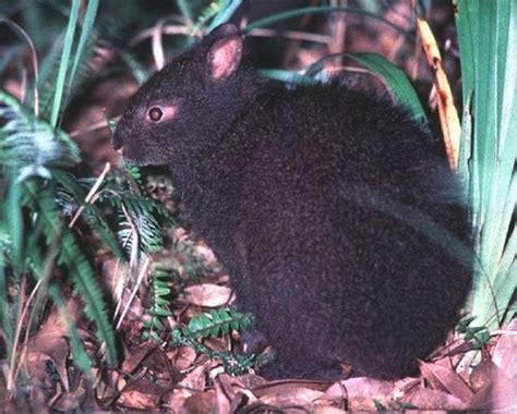 YAY! Japan's Rare Black Amami Rabbits No Longer Endangered! Kids News Article