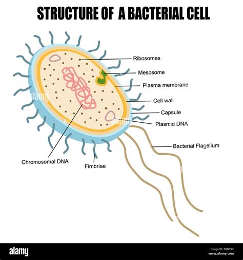 Bacterial cell wall hi-res stock photography and images - Alamy