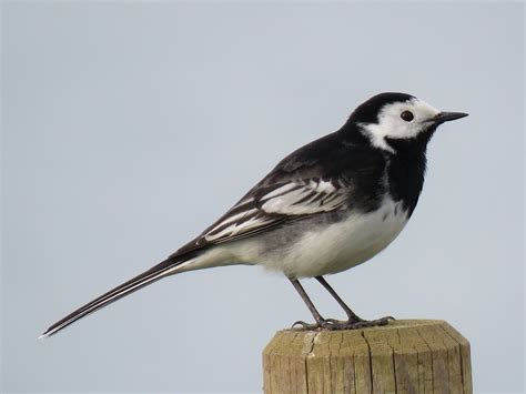 CAMBRIDGESHIRE BIRD CLUB GALLERY: Pied Wagtail