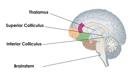 Inferior Colliculus