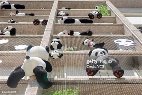 1,231 Panda Hotel Stock Photos, High-Res Pictures, and Images - Getty ...