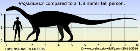 12 Best Riojasaurus (Triassic) images | Prehistoric animals, Prehistoric, Animals