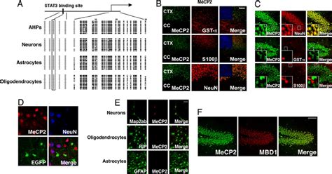 MeCP2 is predominantly expressed in neurons and suppresses astrocytic ...