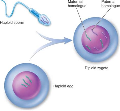 Sorting and Recombining of Genes - Genes