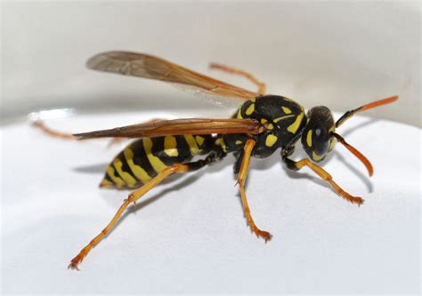 European Paper Wasp - Marin/Sonoma Mosquito and Vector Control District