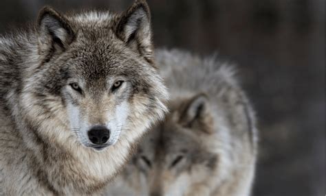 Gray Wolves – On Wildlife