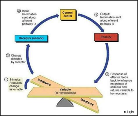 Homeostasis Control Diagram Blank Homeostasis Is For Example