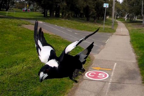 Magpie swooping season is here - Outdoors Queensland