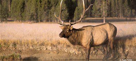 Viewing Wildlife in Yellowstone - Introduction to Yellowstone