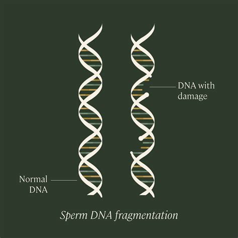 Guide to Sperm DNA Fragmentation & Testing | Legacy