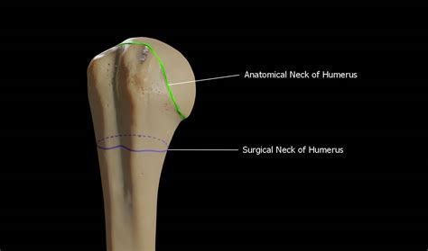 Humerus 3d Anatomy | Doc Jana