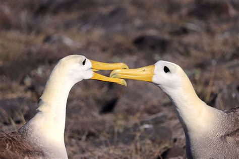 Meet the woman who brought Alberto the Waved Albatross to life ...