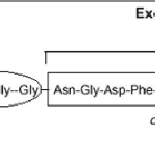 Structure of bivalirudin. Reprinted with permission from Sciulli TM,... | Download Scientific ...