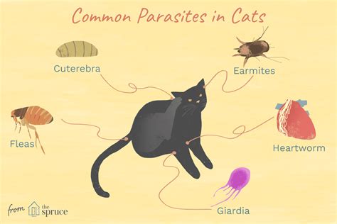 Worms, Mites, Ticks and Other Bugs That Live on Cats