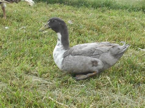 Blue Swedish Ducks : Ducklings for Sale | Cackle Hatchery