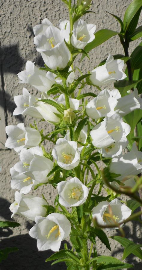 Pretty White Flowers Images