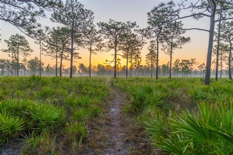 A Hiking Trail in Central Florida at Sunrise Stock Photo - Image of famous, woodlands: 87593460