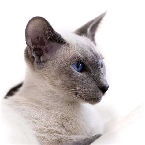 All About Siamese Cats - Cat Breeds | CatLoversDiary.com