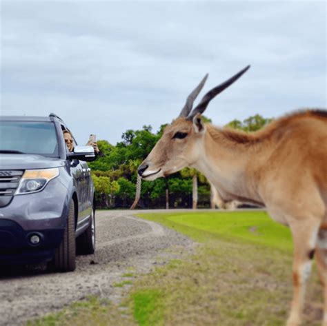 Wild Florida Drive-Thru Safari Park deals - Orlando on the Cheap