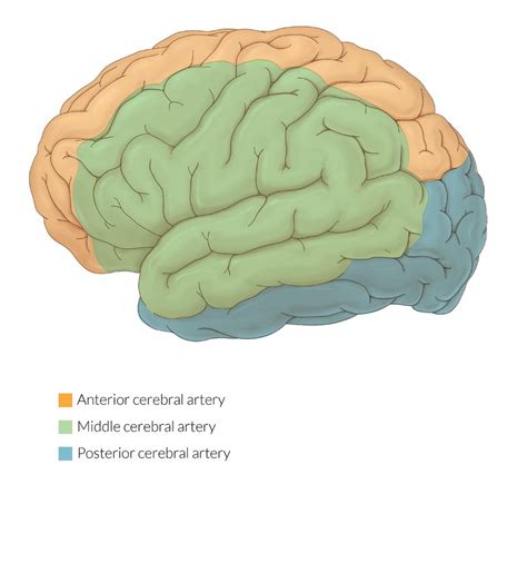 Anterior Cerebral Artery Stroke