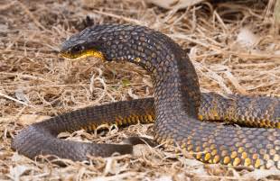 Tiger Snake, Notechis Boulenger, 1896 : School of Biomedical Sciences