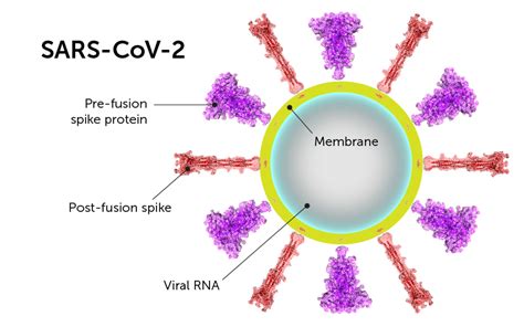 Capturing the shape-shifting SARS-CoV-2 spike protein - Boston Children ...