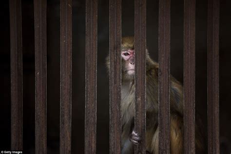 Inside the Chinese farms where monkeys are taught to perform for tourists | Daily Mail Online