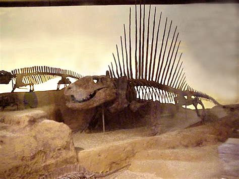 Sphenacodontidae | Paleontology Wiki | Fandom