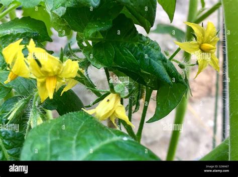 Flowering tomato plant Stock Photo - Alamy