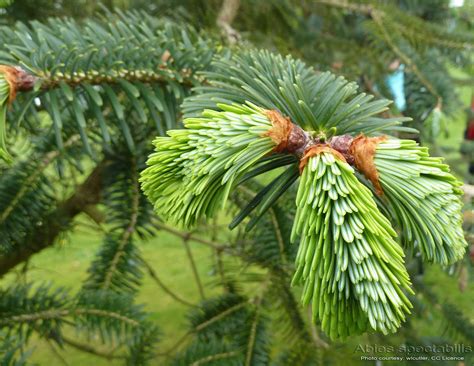 Medicinal Plants: Abies webbiana, Abies spectabilis, Talisa