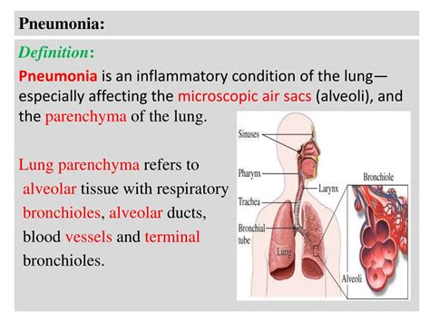 Lung Parenchyma معنى / Lobar Pneumonia Wikipedia - The integration of clinical history ...