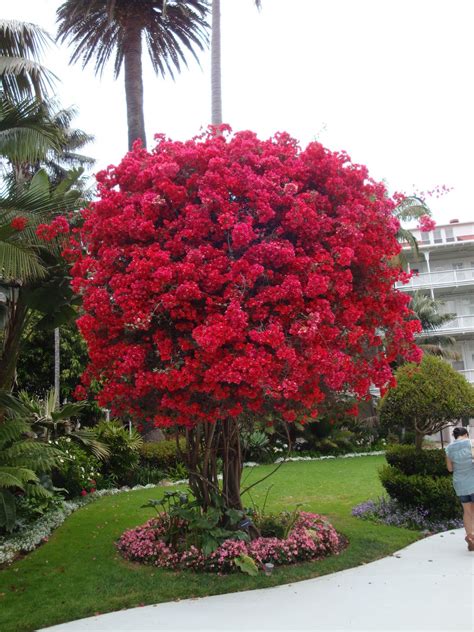 Pin on Bougainville