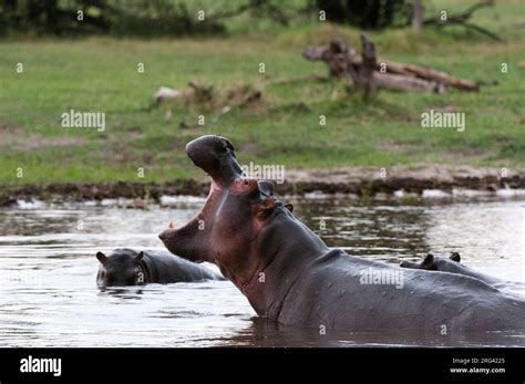 A hippopotamus, Hippopotamus amphibius, in water, exhibiting ...