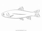 Rainbow Trout Mackayhat Coloring Page For Kids  Free Trouts Printable sketch template