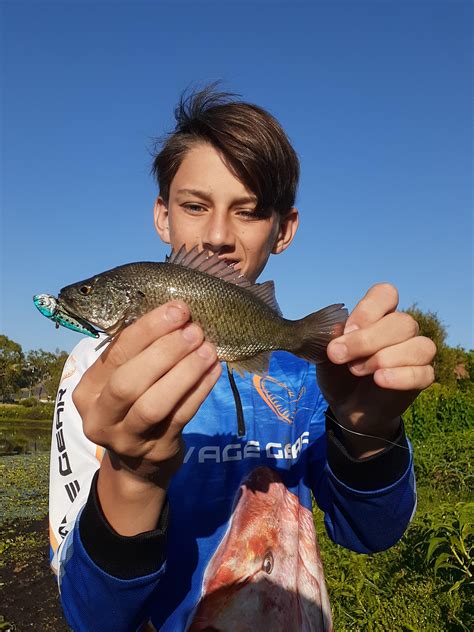 First spangled perch 0f 2020, 18cm : r/Fishing