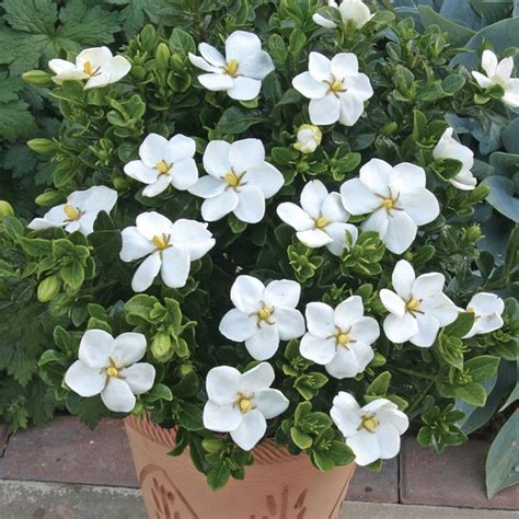 Gardenia jasminoides 'Kleim's Hardy' - Cape Jasmine | GardenersDream