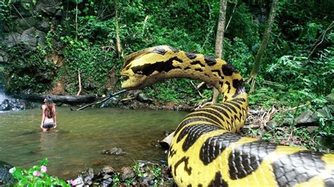 What Is The Largest Recorded Snake In The World at David Boyd blog