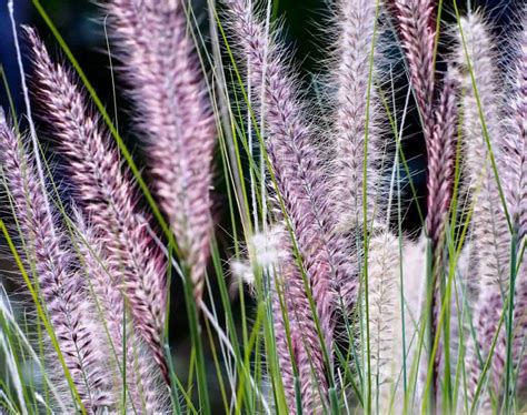 How to Grow and Care for Fountain Grass on a Balcony - Balcony Boss