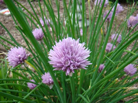 Chives | Flower garden, Art photography, Flowers