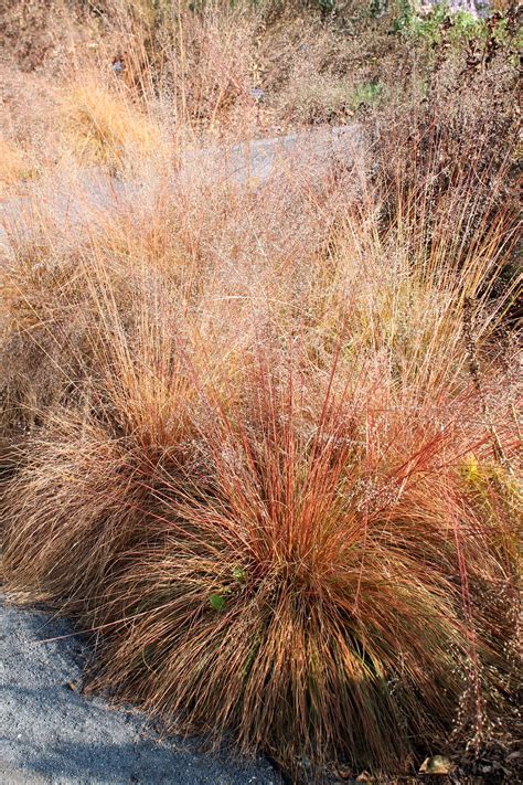 Prairie dropseed | Garden Housecalls