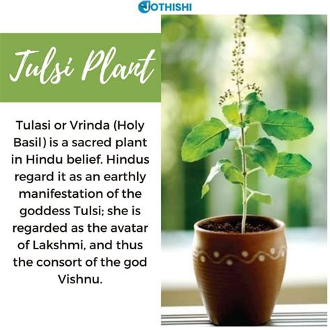 Tulsi : hinduism