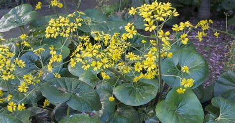 Farfugium Japonicum Care Tips: Growing The Leopard Plant