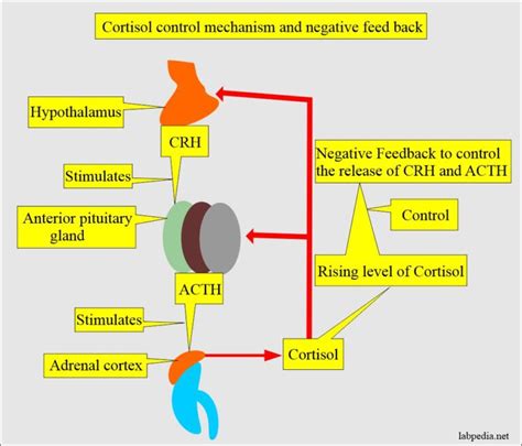 cortisol suppression test (Rapid or prolonged)