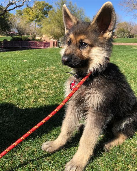 4-Year-Old German Shepherd With Rare Form of Dwarfism Will Look Like a Puppy His Whole Life