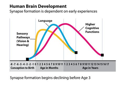 Brain Development — Leelanau Early Childhood Development Commission