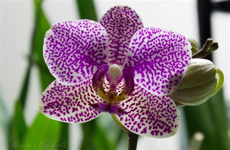 Maria's Orchids: My Orchid Flowers Gallery